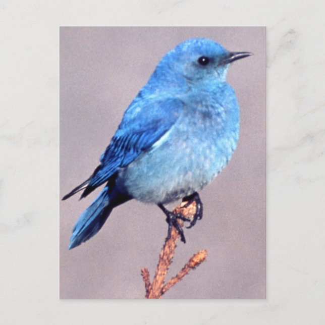 Mountain Bluebird Wildlife Series # 2 Postcard Postkarte (Vorderseite)
