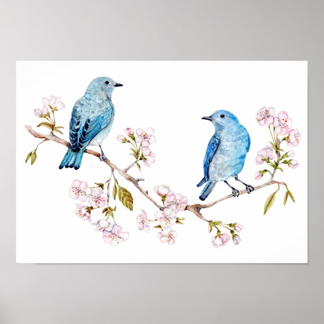 Mountain Bluebirds auf der Zweigstelle Sakura Poster (Vorne)