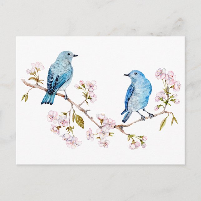 Mountain Bluebirds auf der Zweigstelle Sakura Postkarte (Vorderseite)