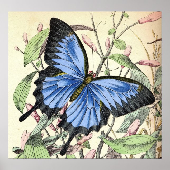 Mountain Blues Butterfly Poster (Vorne)