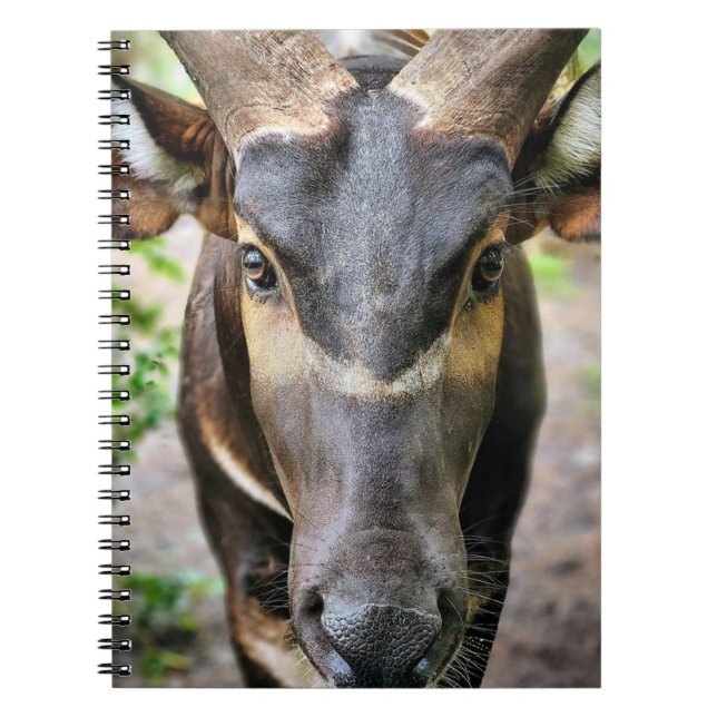 Mountain Bongo Antelope Notizblock (Vorderseite)