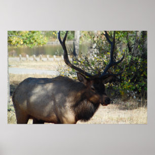 Mountain Bull Elk Foto Nature Wall Poster Mancave