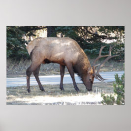 Mountain Bull Elk Foto Nature Wall Poster Mancave