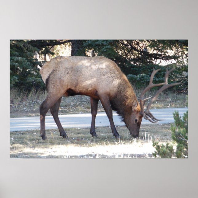 Mountain Bull Elk Foto Nature Wall Poster Mancave (Vorne)