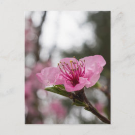 Mountain Cherry Blossom Wildblume Postkarte