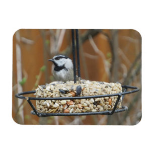 Mountain Chickadee am Feeder Magnet