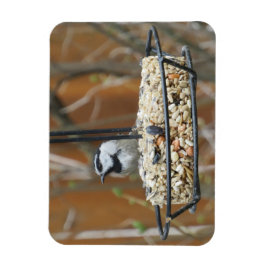 Mountain Chickadee am Feeder Magnet