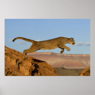 Mountain Cougar Poster