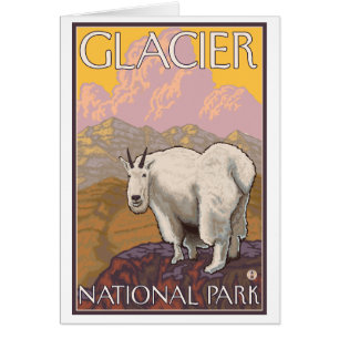 Mountain Goat - Glacier National Park, MT