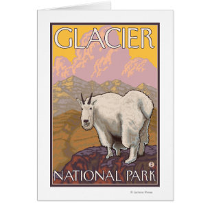 Mountain Goat - Glacier National Park, MT
