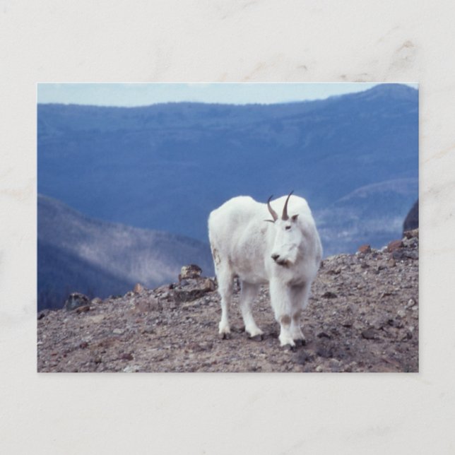 Mountain Goat Wildlife Series # 11 Postkarte (Vorderseite)