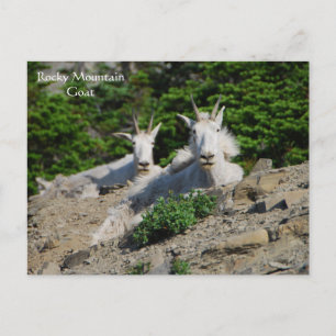 Mountain Goats on Rock Ledge Wildlife Series # 18 Postkarte