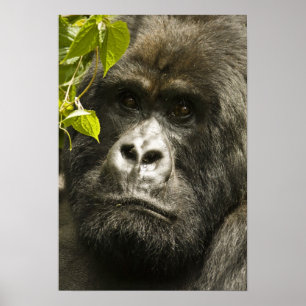 Mountain Gorilla, Gorilla beringei beringei, Poster