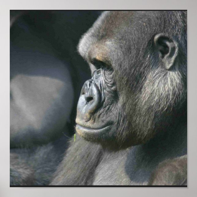 Mountain Gorilla Poster Print (Vorne)