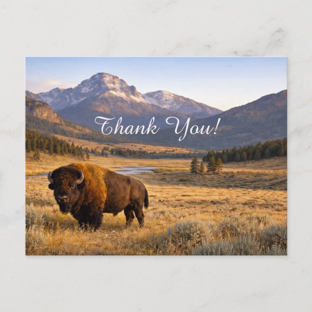 Mountain Landscape American Bison Thank You Postkarte (Vorderseite)