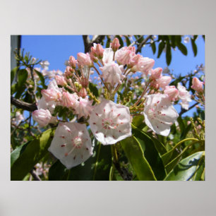 Mountain Laurel 46 ~ Druck Poster