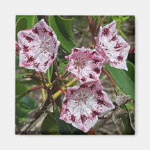 Mountain Laurel Blume Magnet