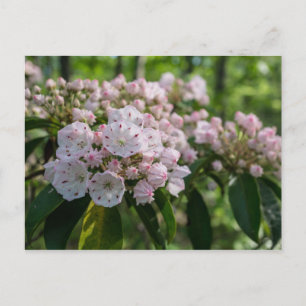 Mountain Laurel Wildblume Postcard Postkarte