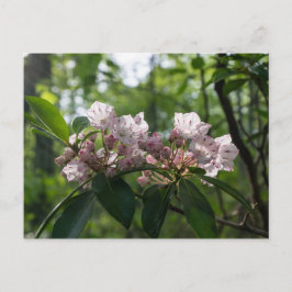 Mountain Laurel Wildblume Postcard Postkarte
