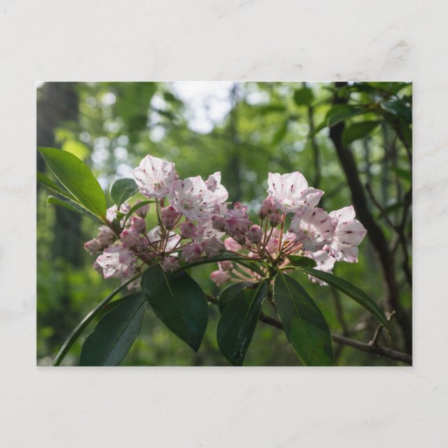 Mountain Laurel Wildblume Postcard Postkarte (Vorderseite)