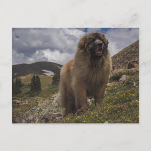 Mountain Leonberger Postkarte