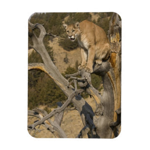 Mountain Lion, aka puma, cougar; Puma concolor, 2 Magnet