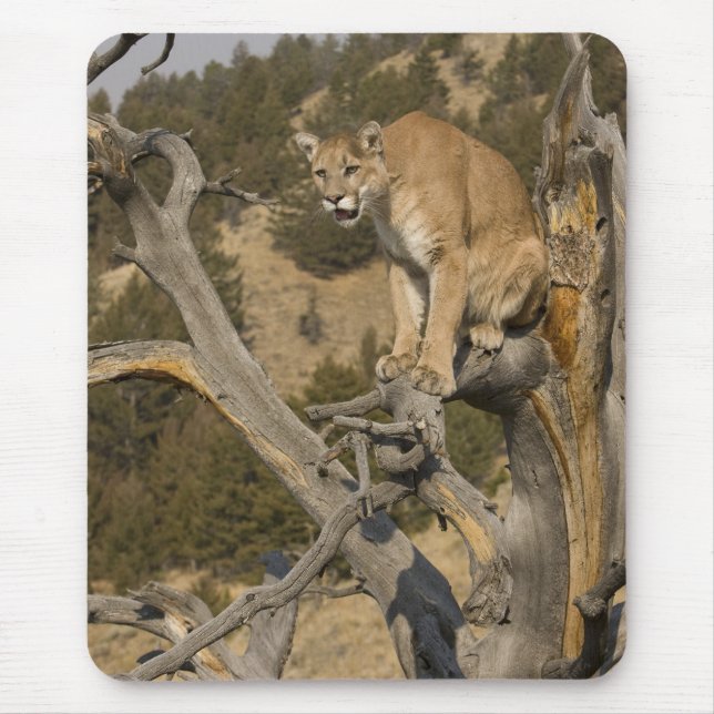 Mountain Lion, aka puma, cougar; Puma concolor, 2 Mousepad (Vorne)