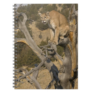 Mountain Lion, aka puma, cougar; Puma concolor, 2 Notizblock