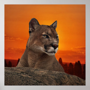 Mountain lion at sunset poster