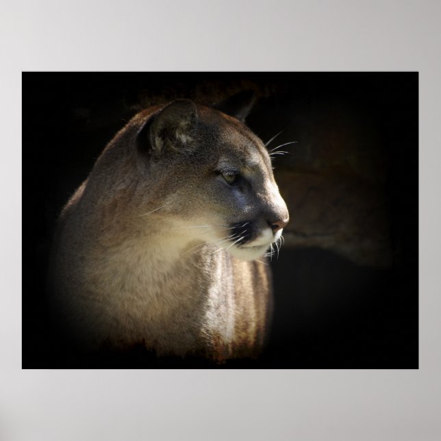 MOUNTAIN LION Cougar Big Cat Wildlife Poster (Vorne)