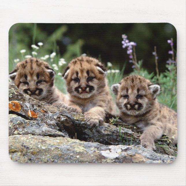 Mountain Lion Cubs Mouse Pad Mousepad (Vorne)