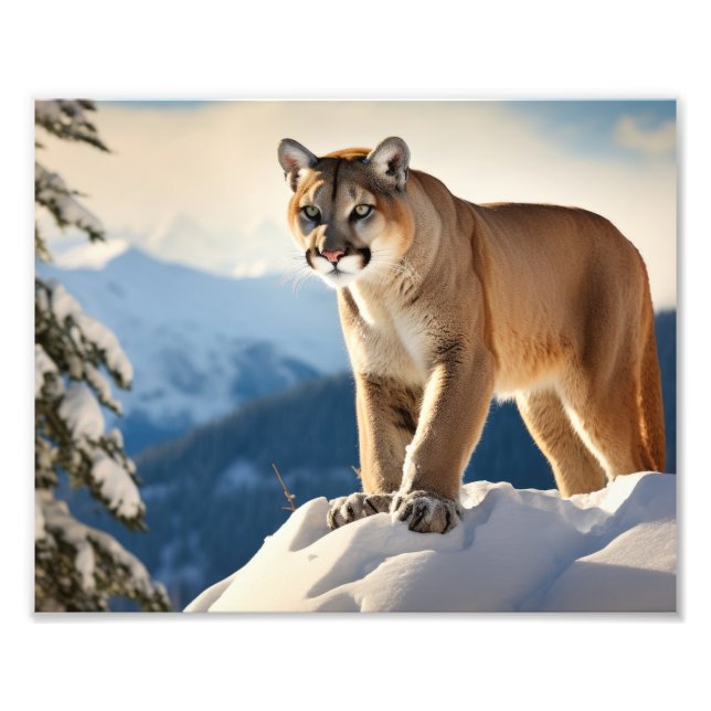 Mountain Lion Foto Print (Vorne)