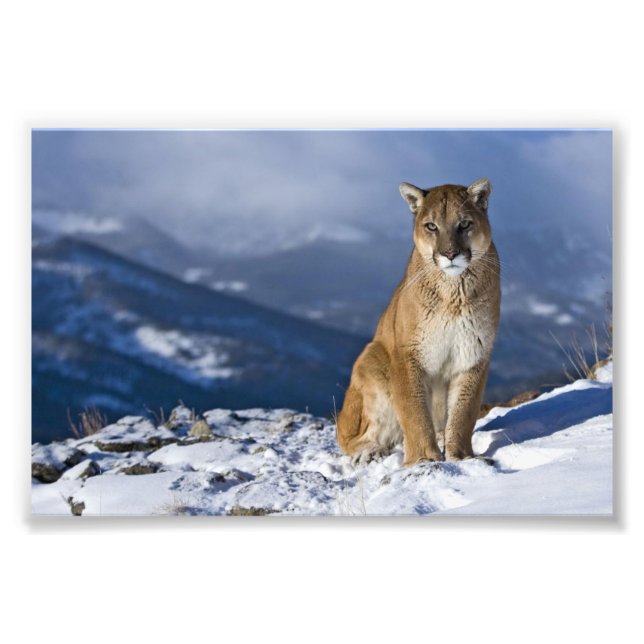 Mountain Lion Foto Print (Vorne)