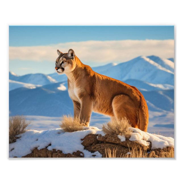 Mountain Lion Foto Print (Vorne)