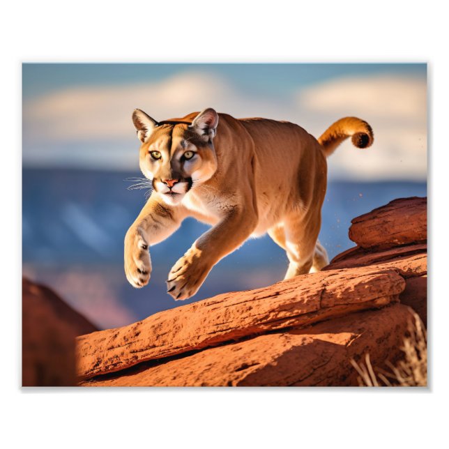 Mountain Lion Foto Print (Vorne)
