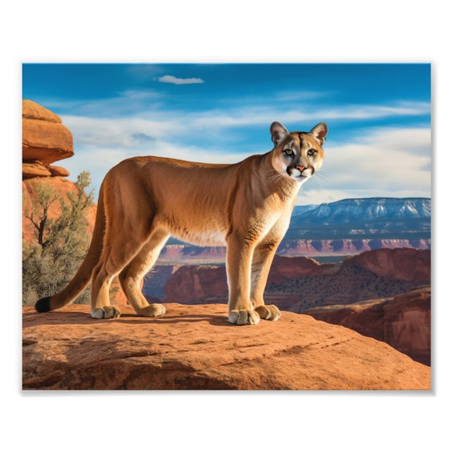 Mountain Lion Foto Print (Vorne)