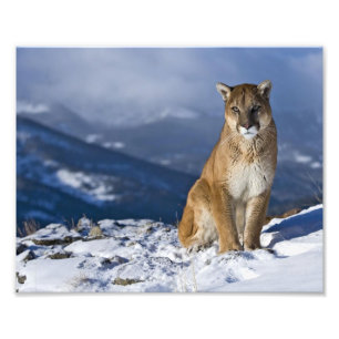 Mountain Lion Foto Print