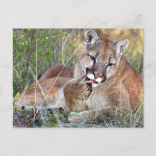 Mountain Lion - Hmmm Postkarte