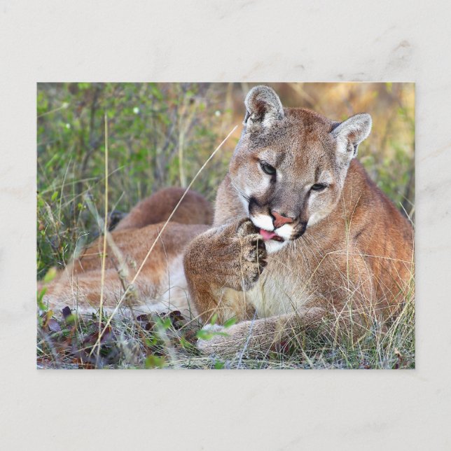 Mountain Lion - Hmmm Postkarte (Vorderseite)