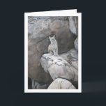Mountain Lion Karte<br><div class="desc">Mountain Lion Portrait Greeting Card. You can easily customize this product for free if you would like to add wording or change the color of the background.</div>
