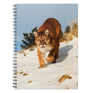 Mountain Lion on snowy hill Notizblock