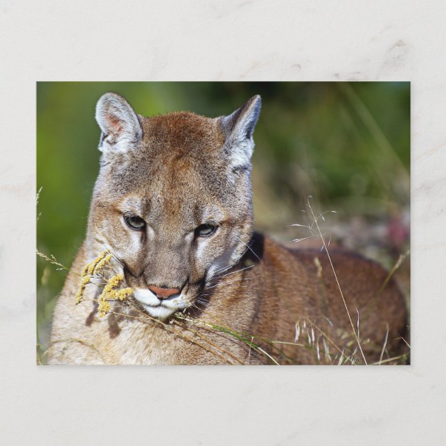 Mountain Lion Playing mit den Blume Postkarte (Vorderseite)