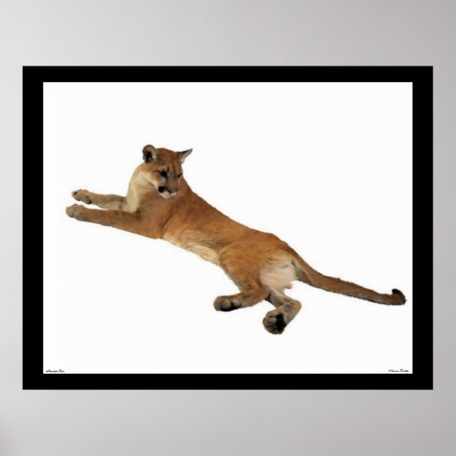 Mountain Lion Poster (Vorne)