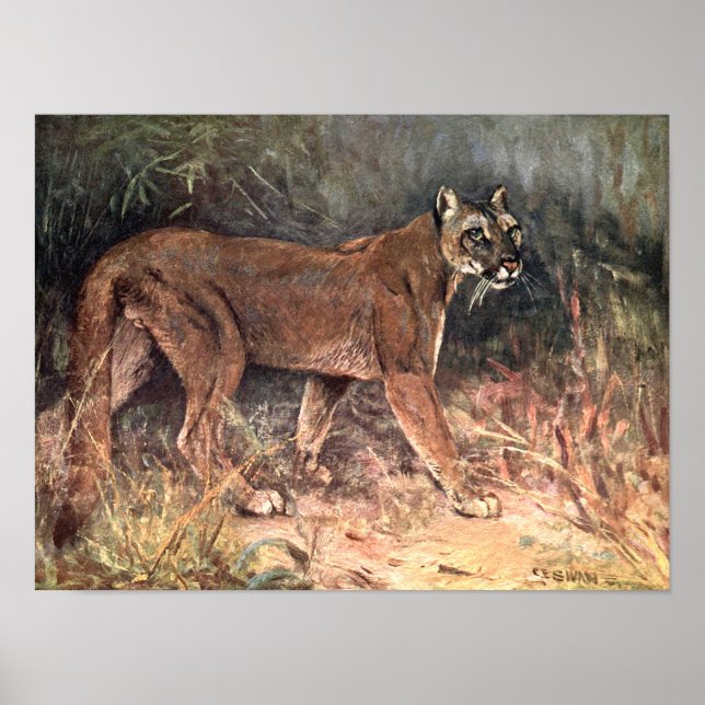 Mountain Lion, Puma oder Cougar von CE Swan Poster (Vorne)