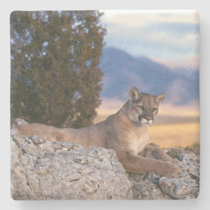 Mountain Lion Stone Untersetzer