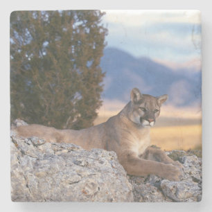 Mountain Lion Stone Untersetzer