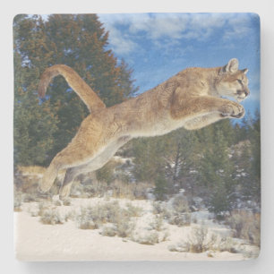 Mountain Lion Stone Untersetzer