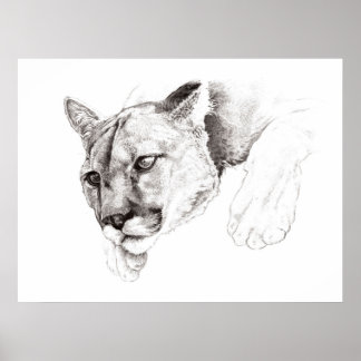 Mountain Lion Zeichnend Poster