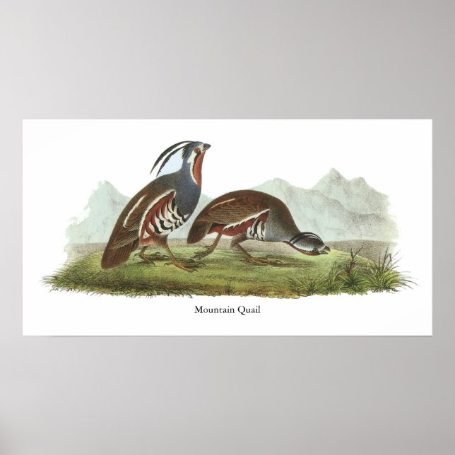 Mountain Quail, John Audubon Poster (Vorne)