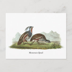 Mountain Quail, John Audubon Postkarte